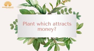 Plant which attract Money | Vastu remedies| How plant work with Vastu